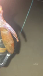 THIRTY34FOUR | エギング・イカ釣り専門サイト スクイッドクラフト -